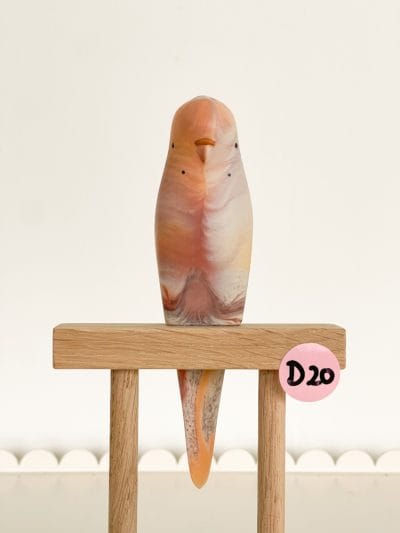 parkiet D20